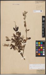 Foto von Salix aurita L. x Salix repens L.